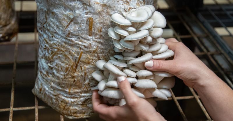 Soubor:111 Dršťková z hlívy ústřičné 2.jpg