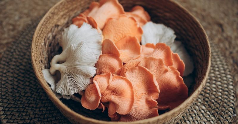 Soubor:111 Dršťková z hlívy ústřičné 4.jpg