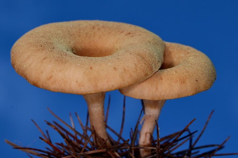 Soubor:117 Kulajda 3.jpg