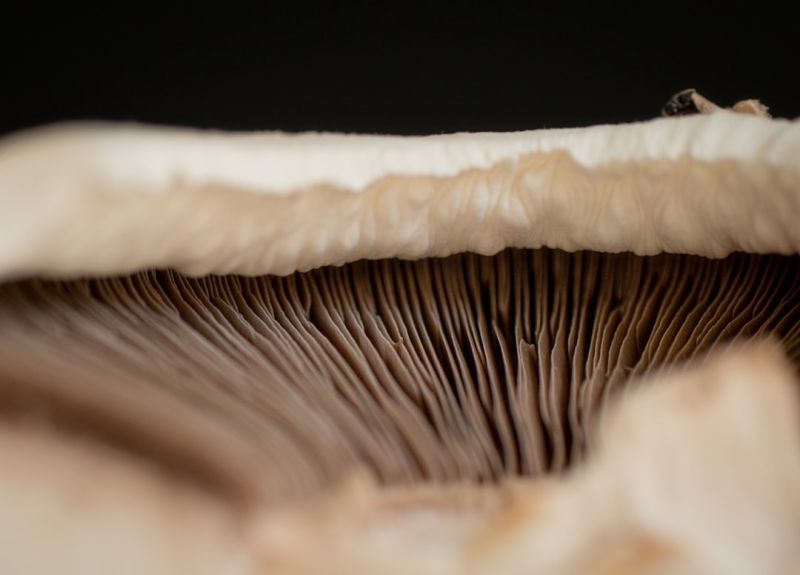 Soubor:118 Kulajda z čerstvých hub 3.jpg