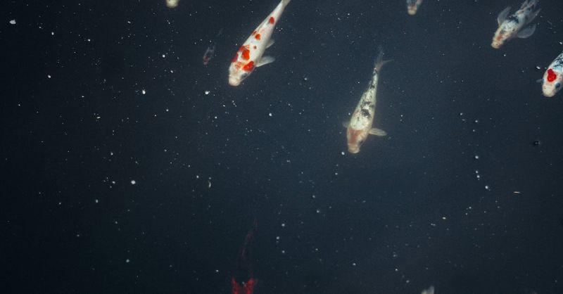 Soubor:177 Rybí polévka II 4.jpg