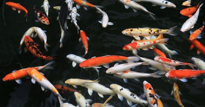 Soubor:177 Rybí polévka II 5.jpg