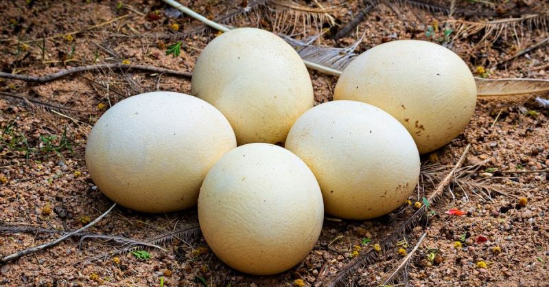 Soubor:236 Pštrosí vejce.jpg