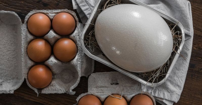 Soubor:236 Pštrosí vejce 5.jpg