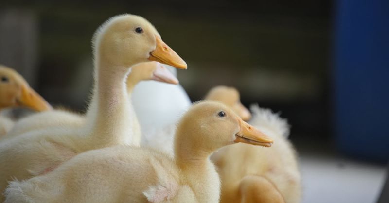 Soubor:242 Rančerská vejce 2.jpg