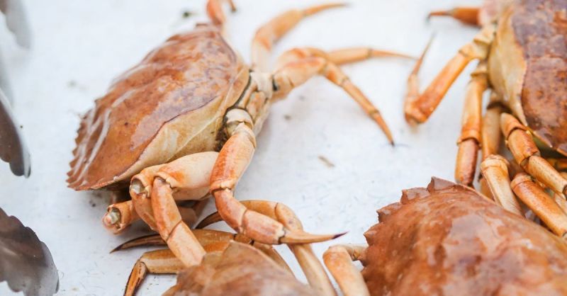 Soubor:266 Koktejl z krabího masa 2.jpg