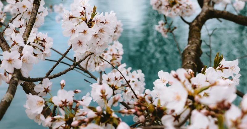 Soubor:303 Šarlota s višněmi.jpg