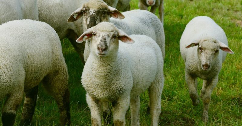 Soubor:336 Drožďová pomazánka.jpg