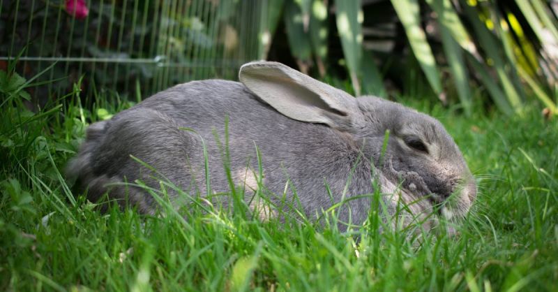 Soubor:360 Pomazánka z králíka 4.jpg