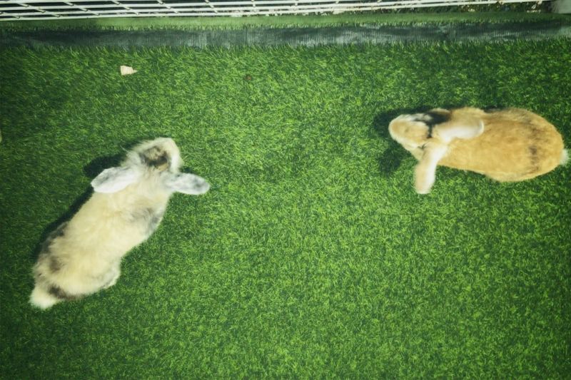 Soubor:360 Pomazánka z králíka 5.jpg