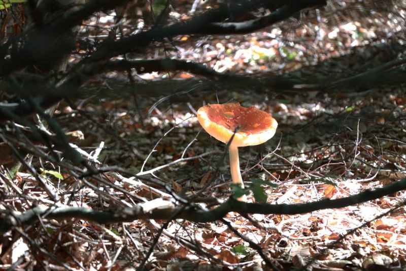 Soubor:366 Pikantní pomazánka s houbami 3.jpg