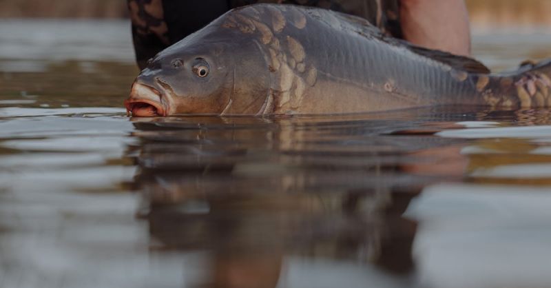 Soubor:5573 Kapr obecný.jpg