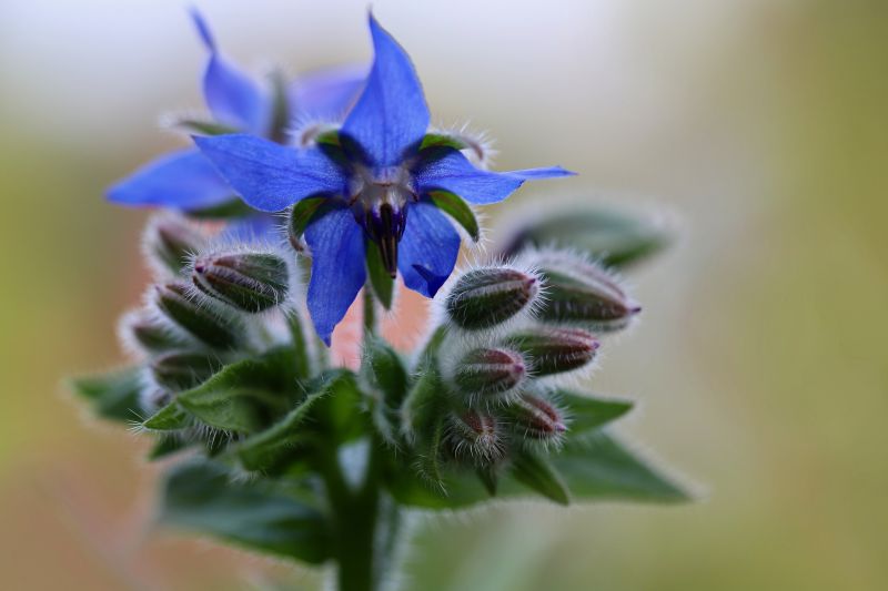 Soubor:Borago-officinalis.jpg